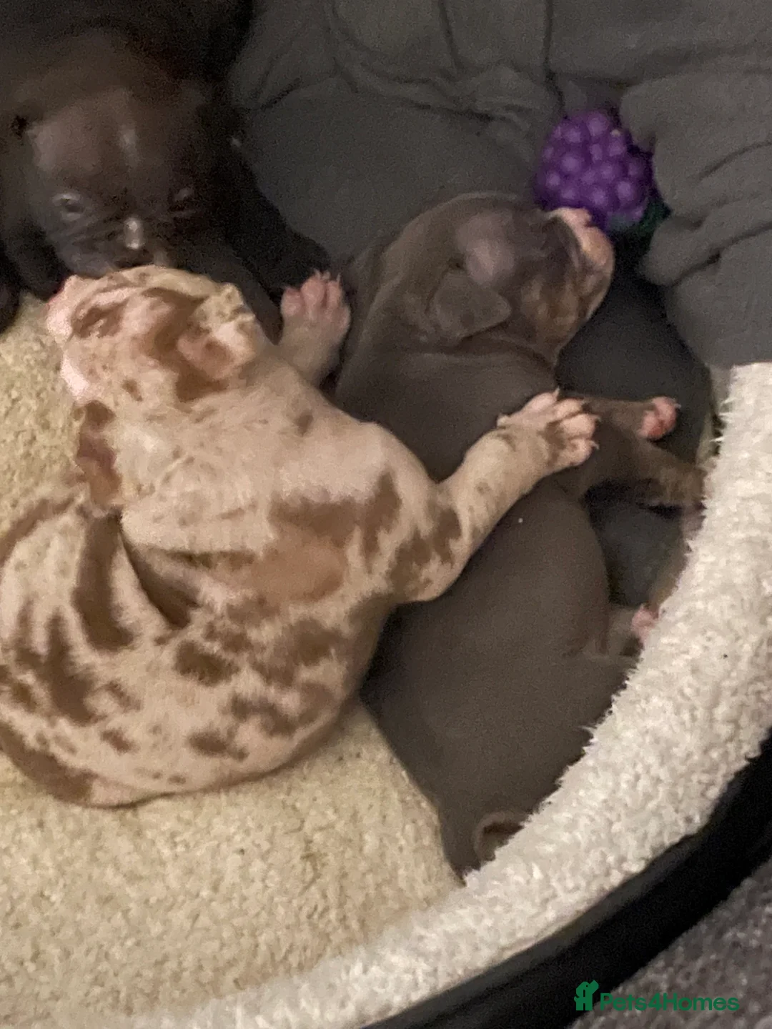 American Bully dogs for sale: American Pocket bully’s puppies  - Advert 4