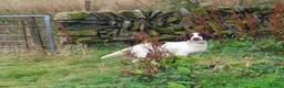English Springer Spaniel dogs for sale: 3 Springer Boys available  - Advert 8