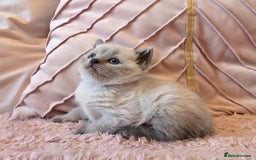 Ragdoll cats for sale: RAGDOLL X BSH KITTENS ❤️ - Image 1