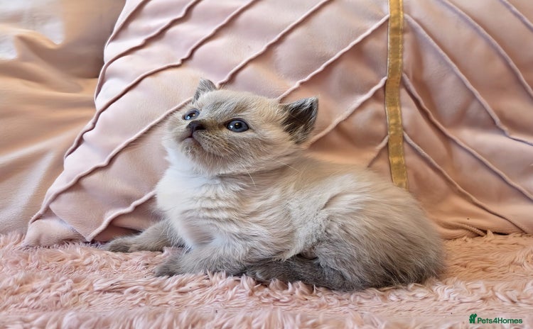 Ragdoll cats - Advert 10
