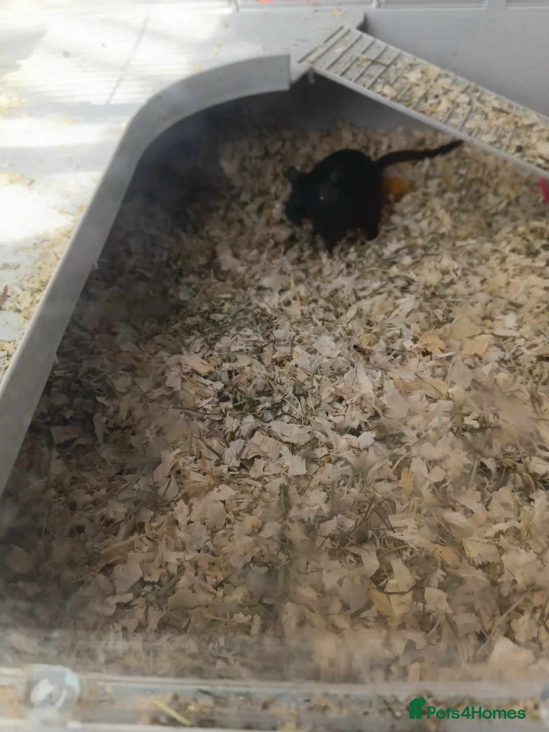 Gerbil rodents for sale: Gerbil and cage asap - Advert 2