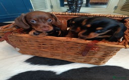 Miniature Dachshund dogs for sale: REDUCED. KC:reg Two Boys Smooth  - Image 10