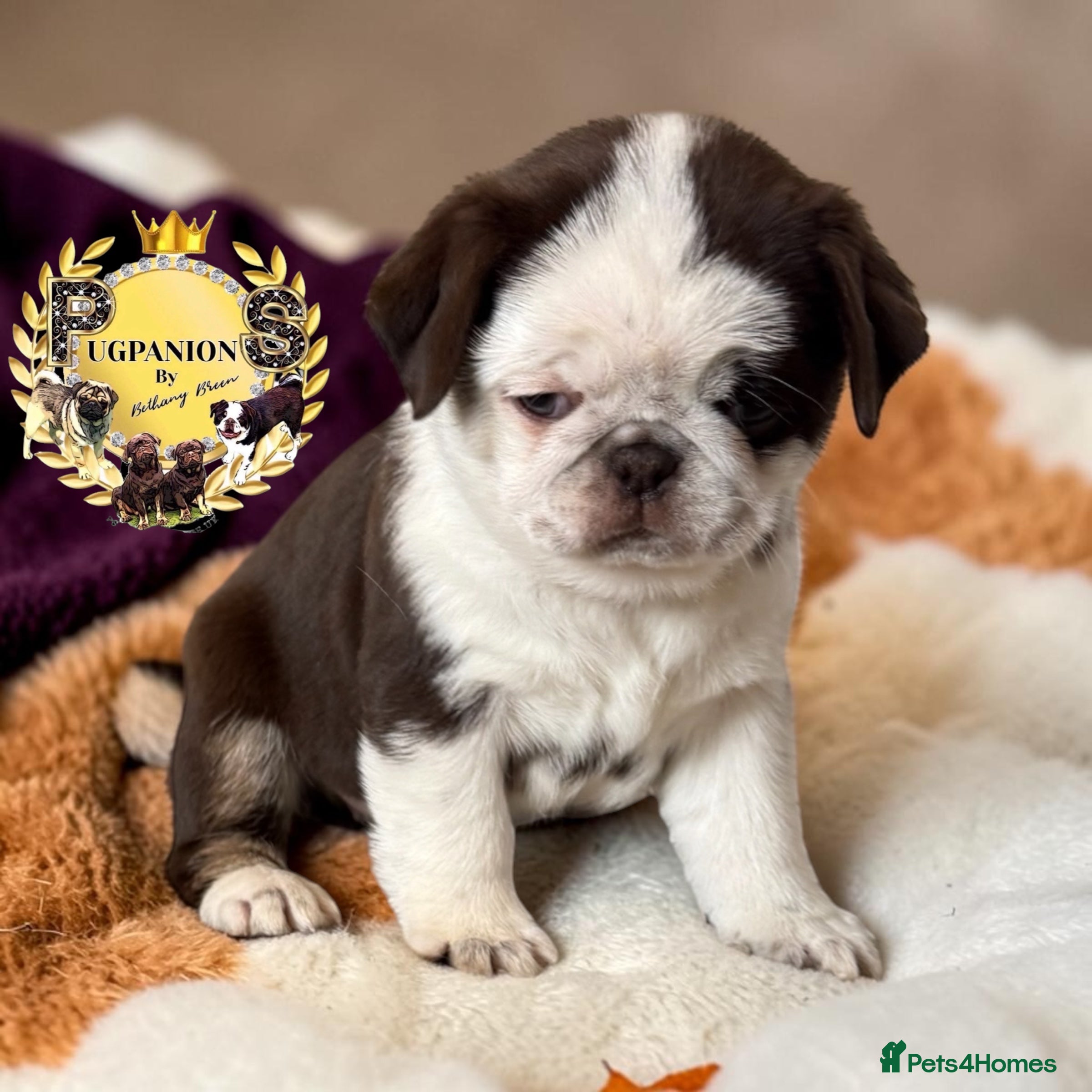 Pug dogs for sale: Kc lilac and choc pugs - 5 star licenced breeder - Advert 2