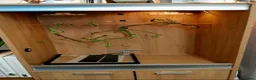 Corn Snake reptiles for sale: Female Tessera Cornsnake with Full vivarium Setup - Advert 5