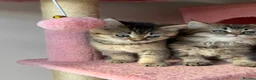 Mixed Breed cats for sale: looking for a new home, a new family!!! - Advert 20