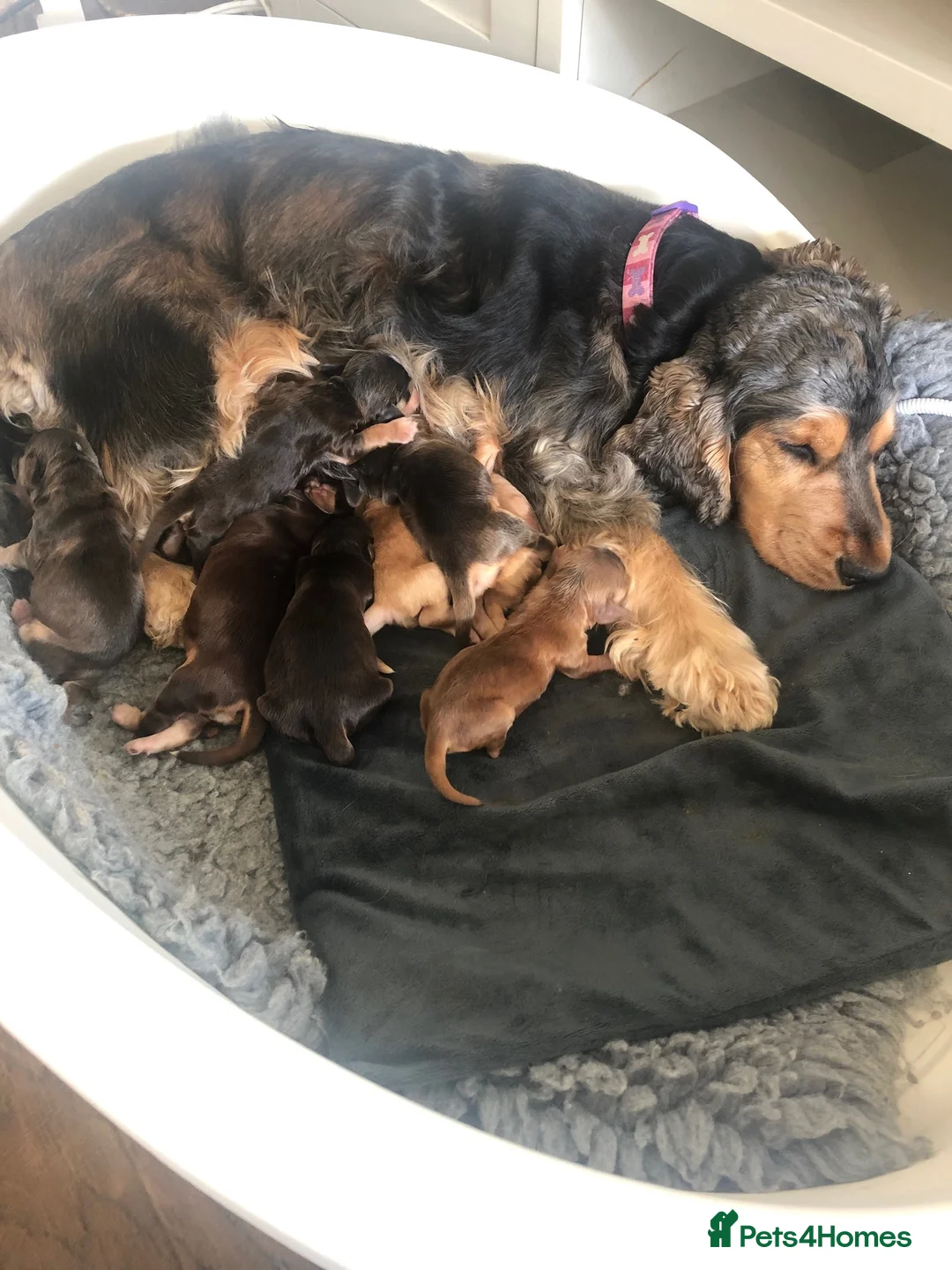 Cocker Spaniel dogs for stud: Stunning Sable, Show Cocker Stud,  Health Tested. in Market Drayton - Advert 34