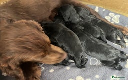 Cockalier dogs for sale: Cavalier x cocker spaniel puppies  - Image 23