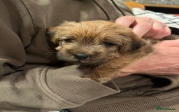 Norfolk Terrier dogs for sale: Norfolk Terrier Puppies  - Image 2