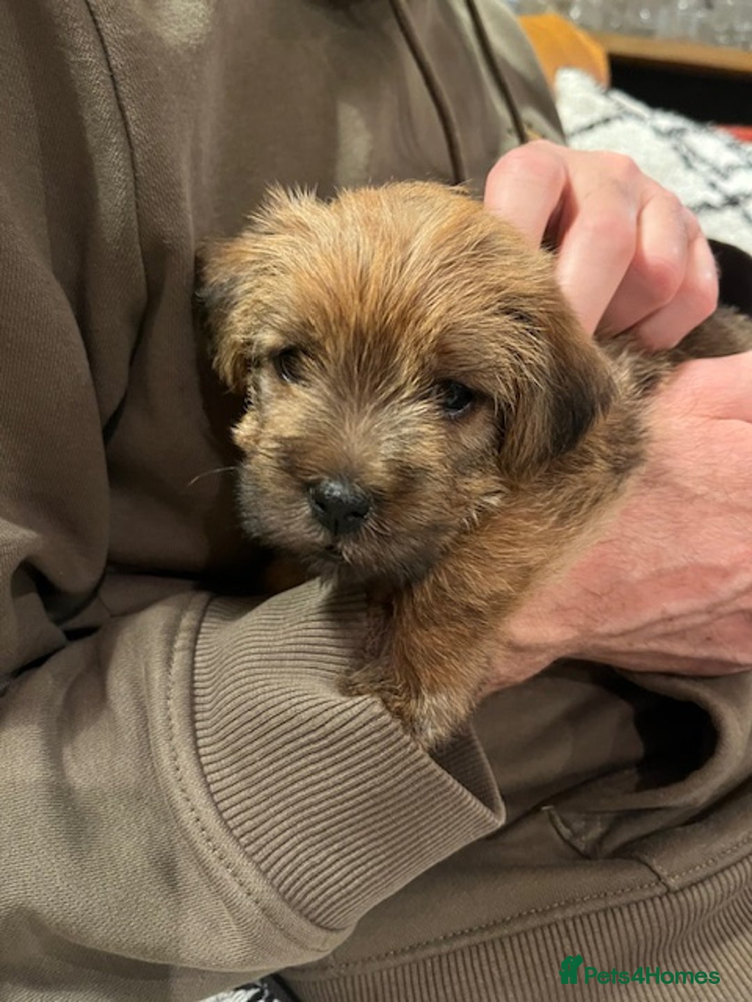 Norfolk Terrier dogs for sale: Norfolk Terrier Puppies  - Image 2