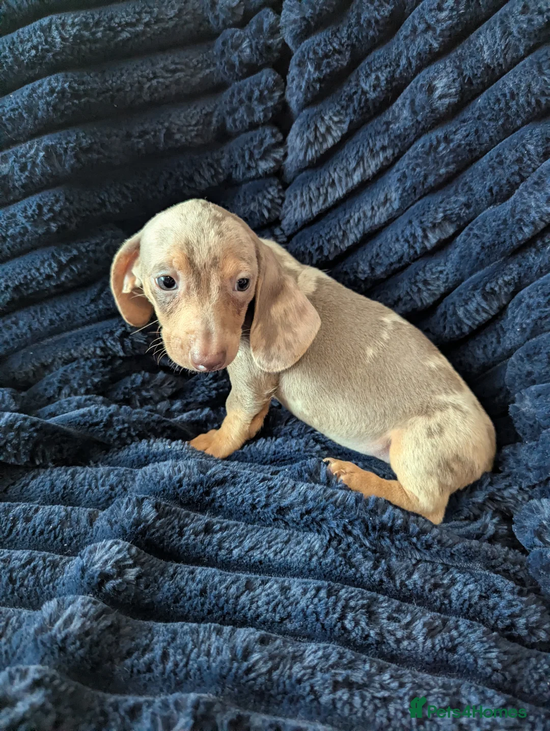 Miniature Dachshund dogs for sale: Miniature dachshund puppies  - Advert 26