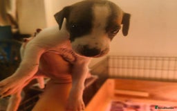 Whippet dogs for sale: Whippet pups  - Image 7
