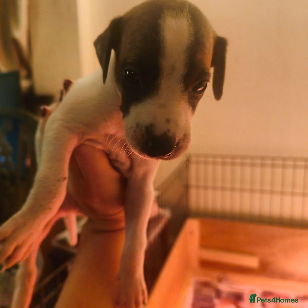 Whippet dogs for sale: Whippet pups  - Image 7