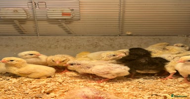 Chickens poultry - Advert 8