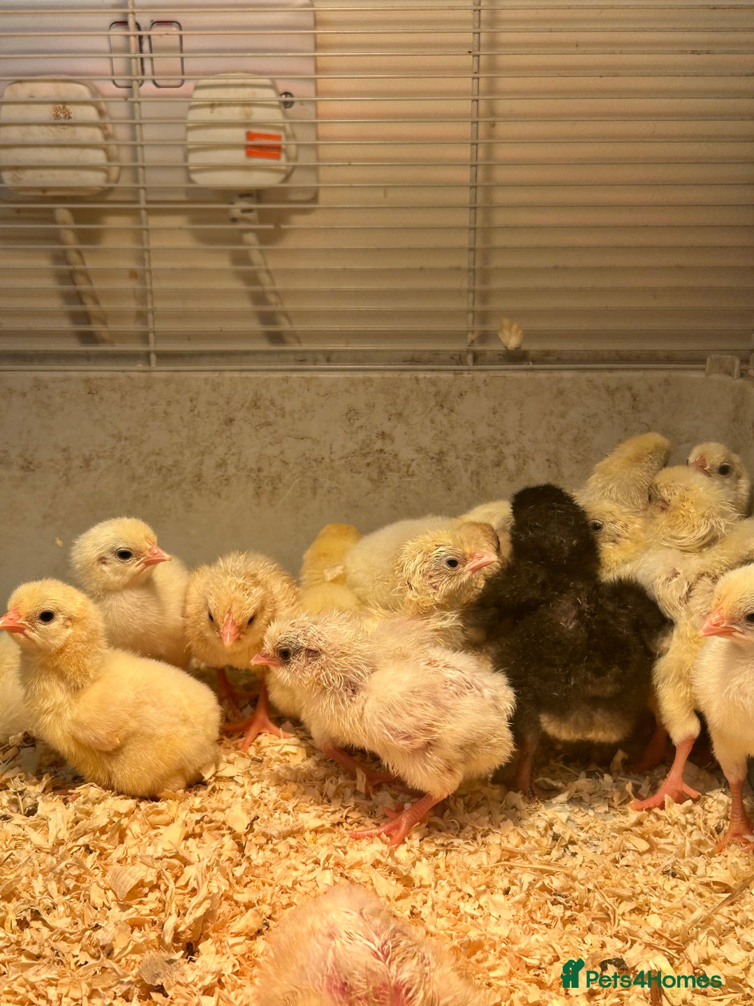 Chickens poultry for sale: Large Fowl Hybrid Chicks For Sale. Day olds  - Image 2