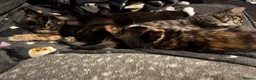 Mixed Breed cats for sale: 4 Beautiful, healthy kittens in Southend-on-Sea - Advert 4