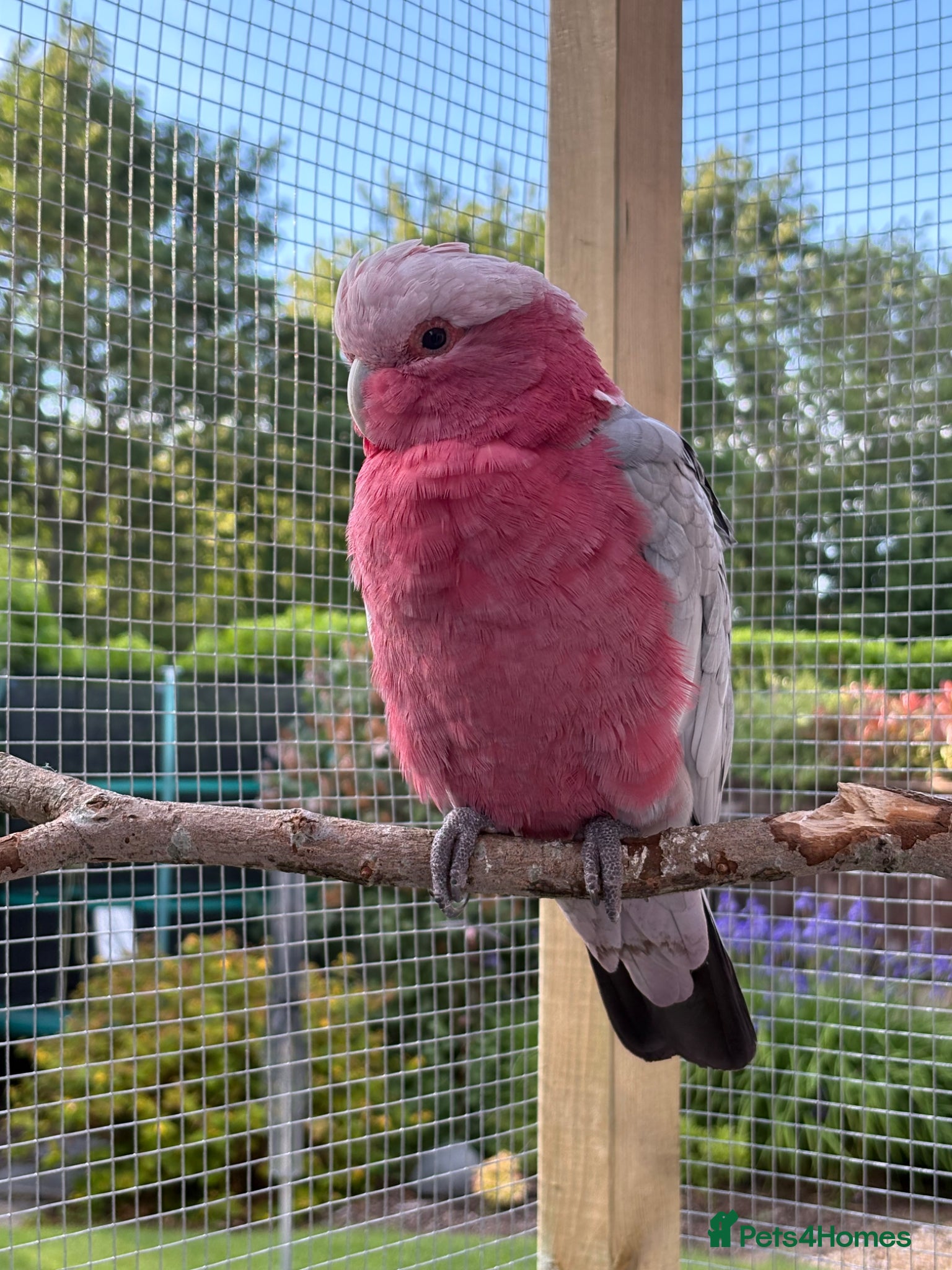 Cockatoo birds for sale: Galah cockatoo  - Advert 7