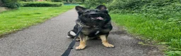 German Shepherd dogs for stud: Working line German shepherd for stud  - Advert 2