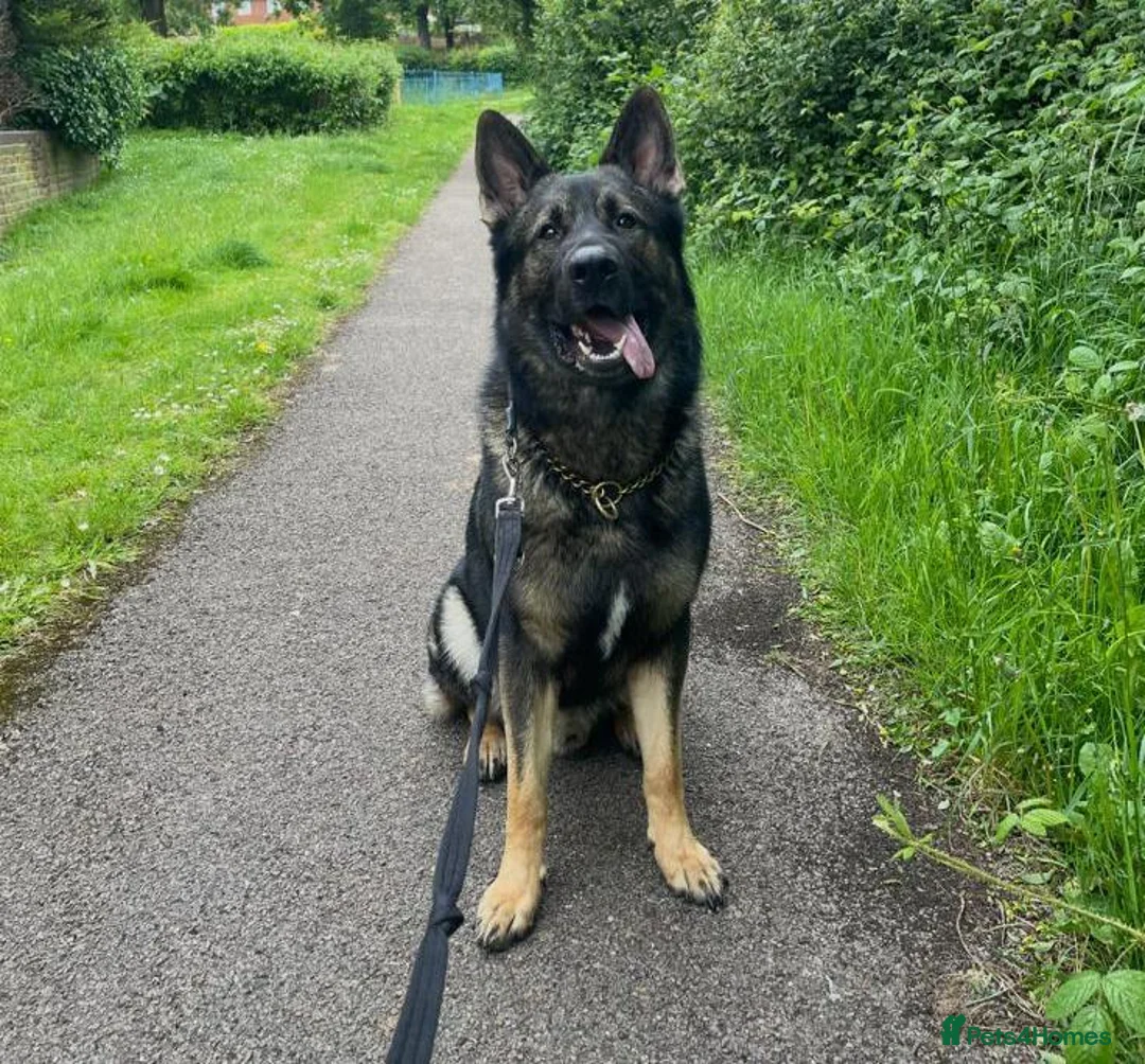 German Shepherd dogs for stud: Working line German shepherd for stud  - Advert 2