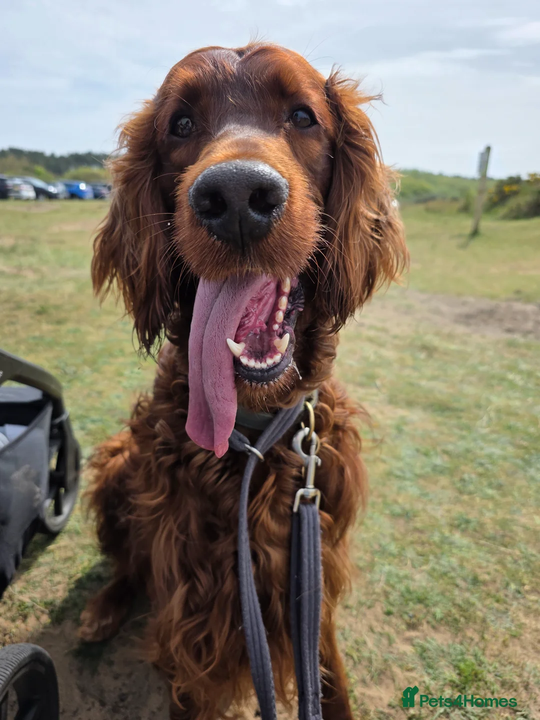 Irish Setter dogs for stud: Irish Setter (Red) Available for Stud. - Advert 2
