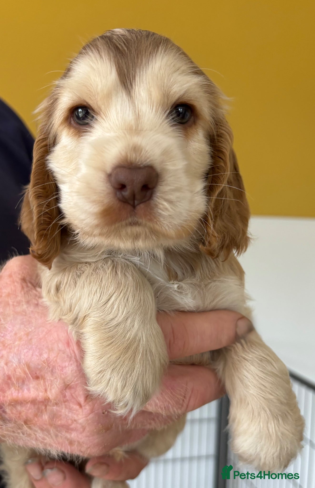 Cocker Spaniel dogs Stunning Litter of Show Cocker Spaniel Puppies - Advert 18