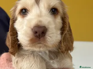 Cocker Spaniel dogs Stunning Litter of Show Cocker Spaniel Puppies - Advert 18