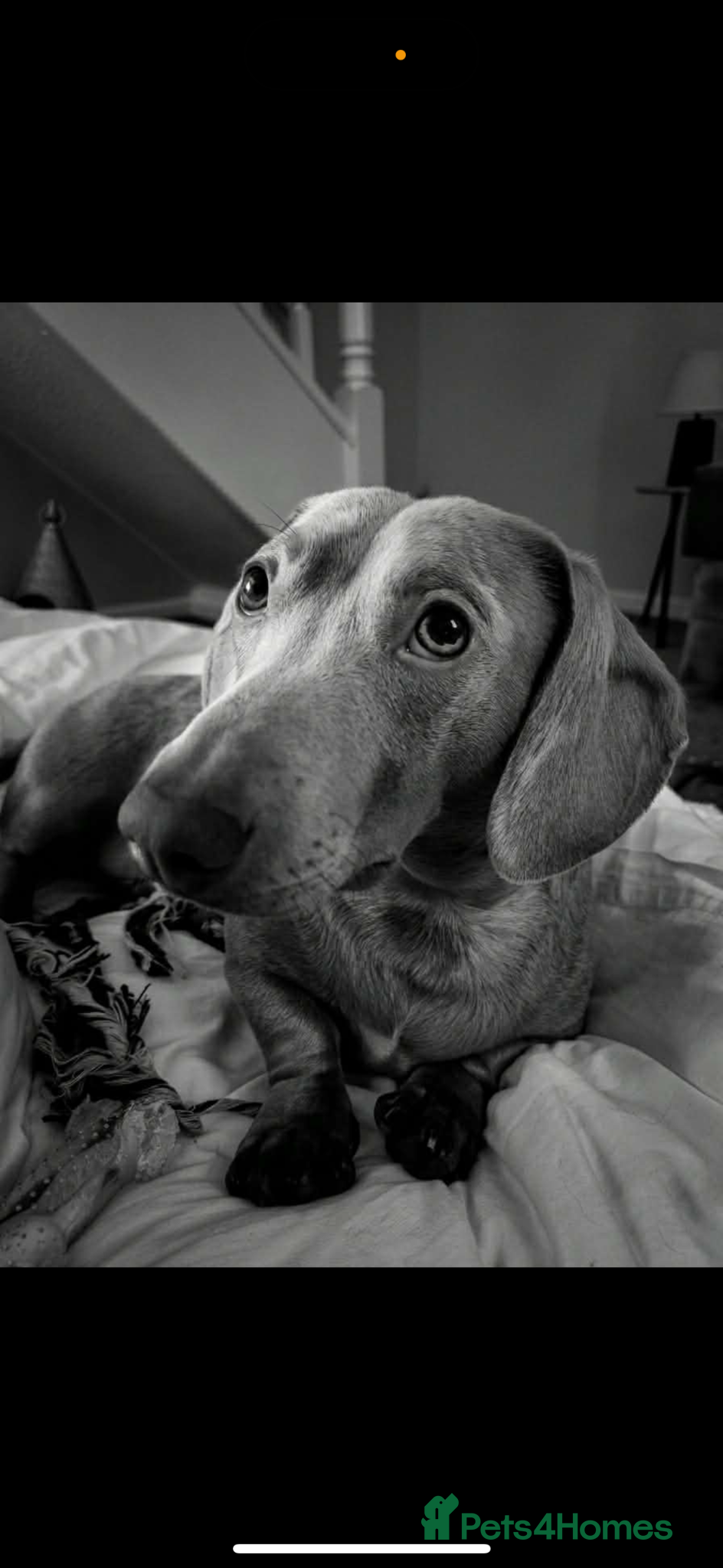 Dachshund dogs dachshund 1 year old - Advert 2