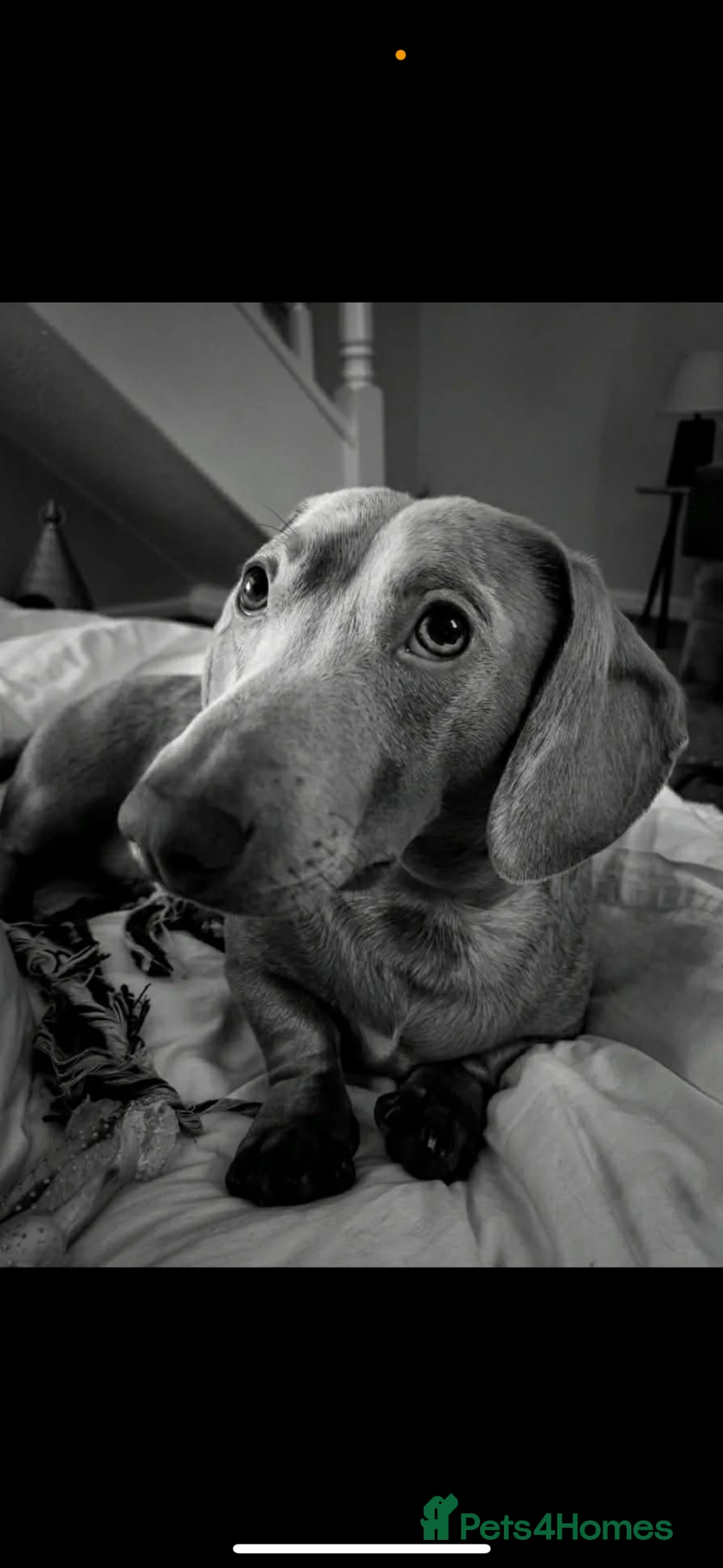 Dachshund dogs for sale: dachshund 1 year old in Gateshead - Advert 1