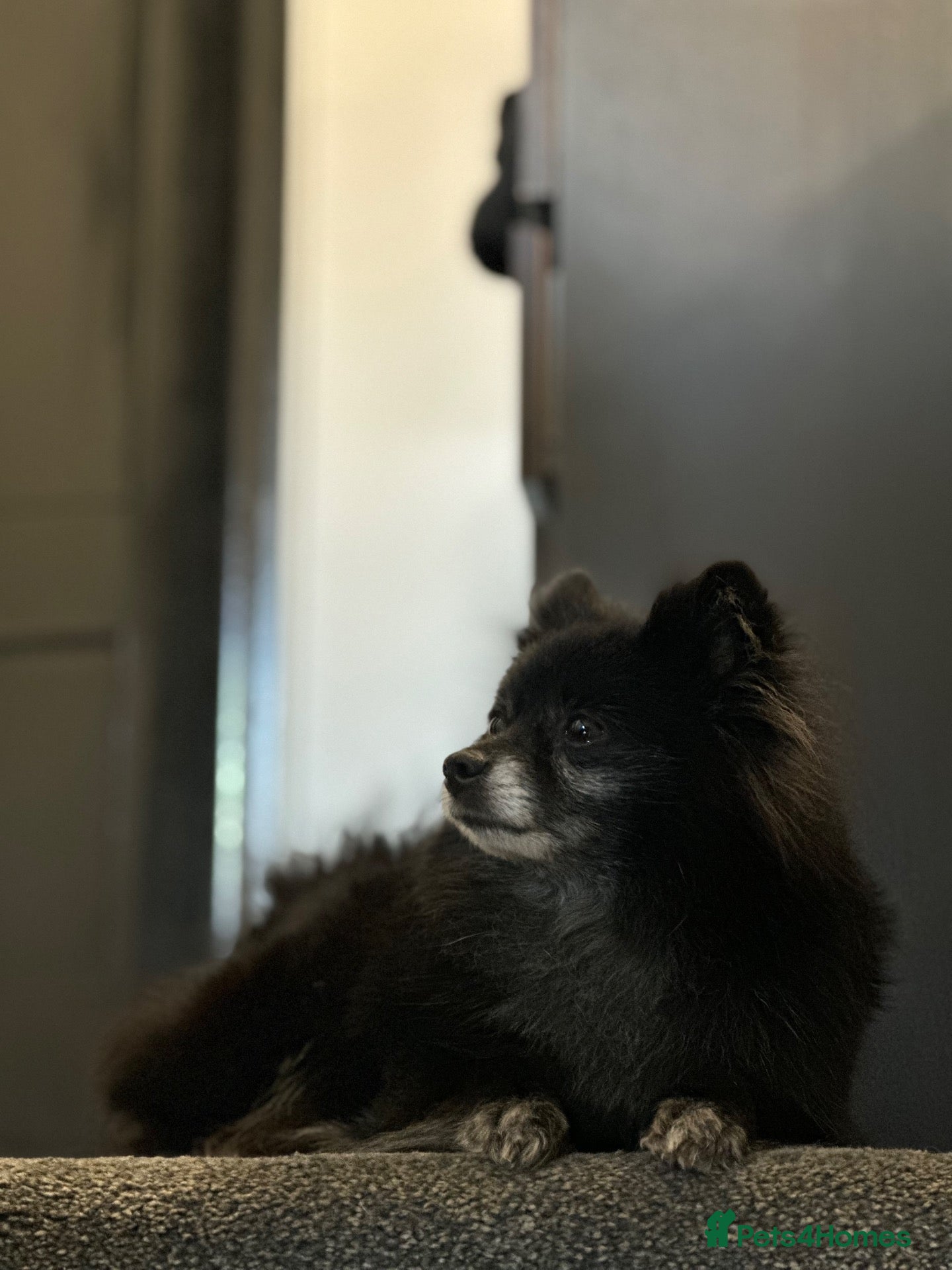 Pomeranian dogs 1 playful, beautiful Pomeranian for SALE!!! - Advert 3