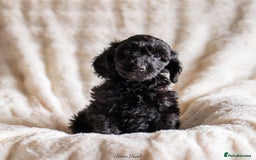 Cockapoo dogs for sale: Extensively health tested Cockapoo puppy’s  - Image 9
