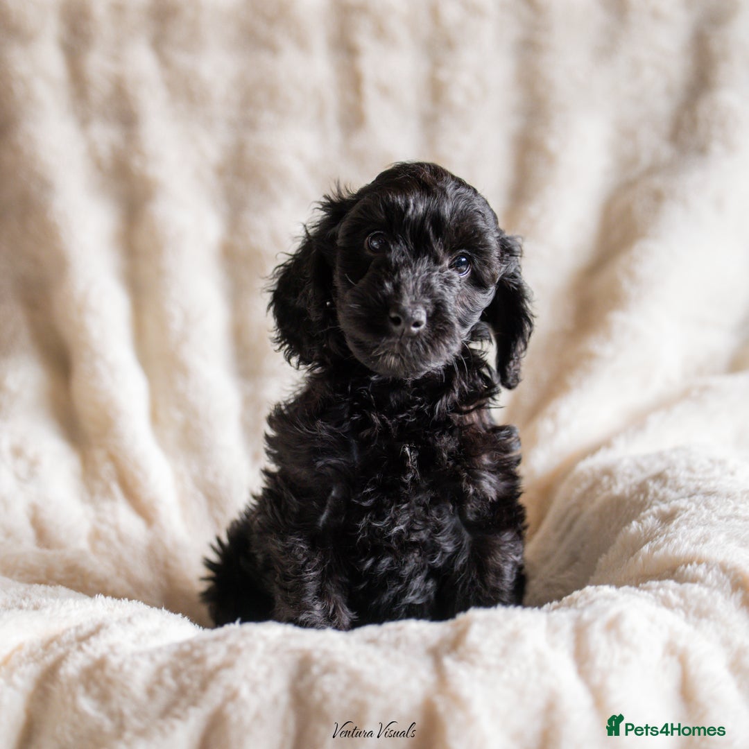 Cockapoo dogs for sale: Extensively health tested Cockapoo puppy’s  - Image 9