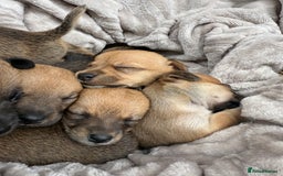 Jack Russell dogs for sale: Beautiful litter of jack Russell puppies  - Image 10