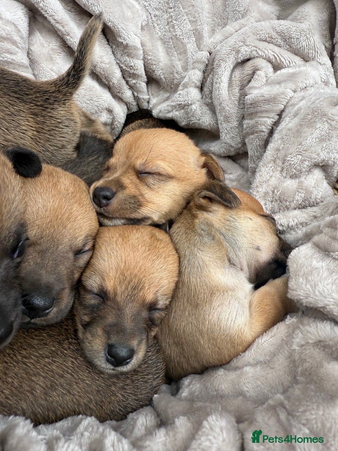 Jack Russell dogs for sale: Beautiful litter of jack Russell puppies  - Image 10
