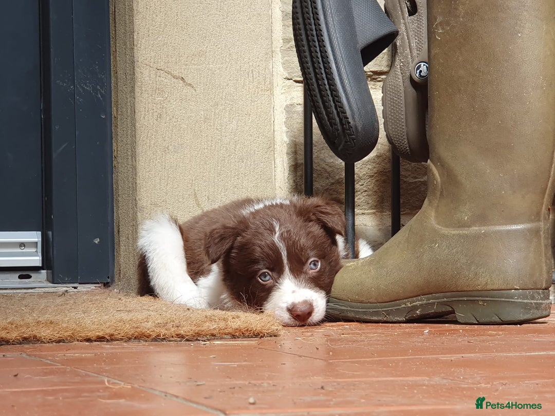 Border Collie dogs for sale: Beautiful farmhome bred Red and white Collies - Image 13