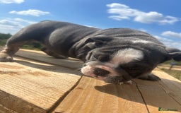 English Bulldog dogs for sale: English bulldog puppies - Image 3