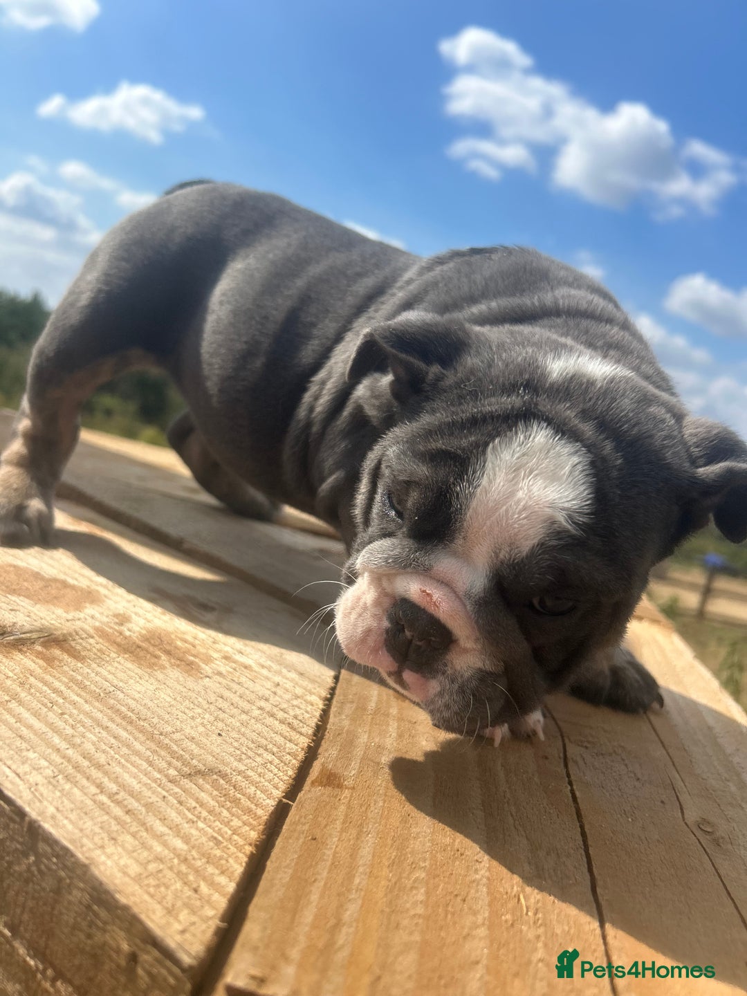 English Bulldog dogs for sale: English bulldog puppies - Image 3