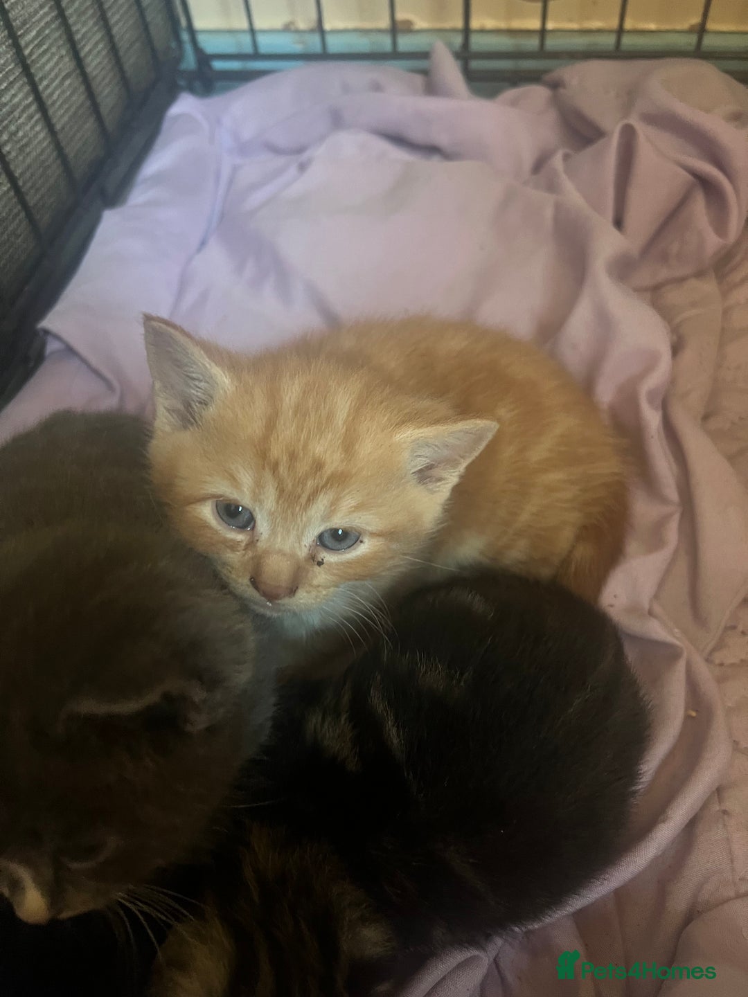 Persian cats for sale: Part pursian kittens for sale  - Image 6