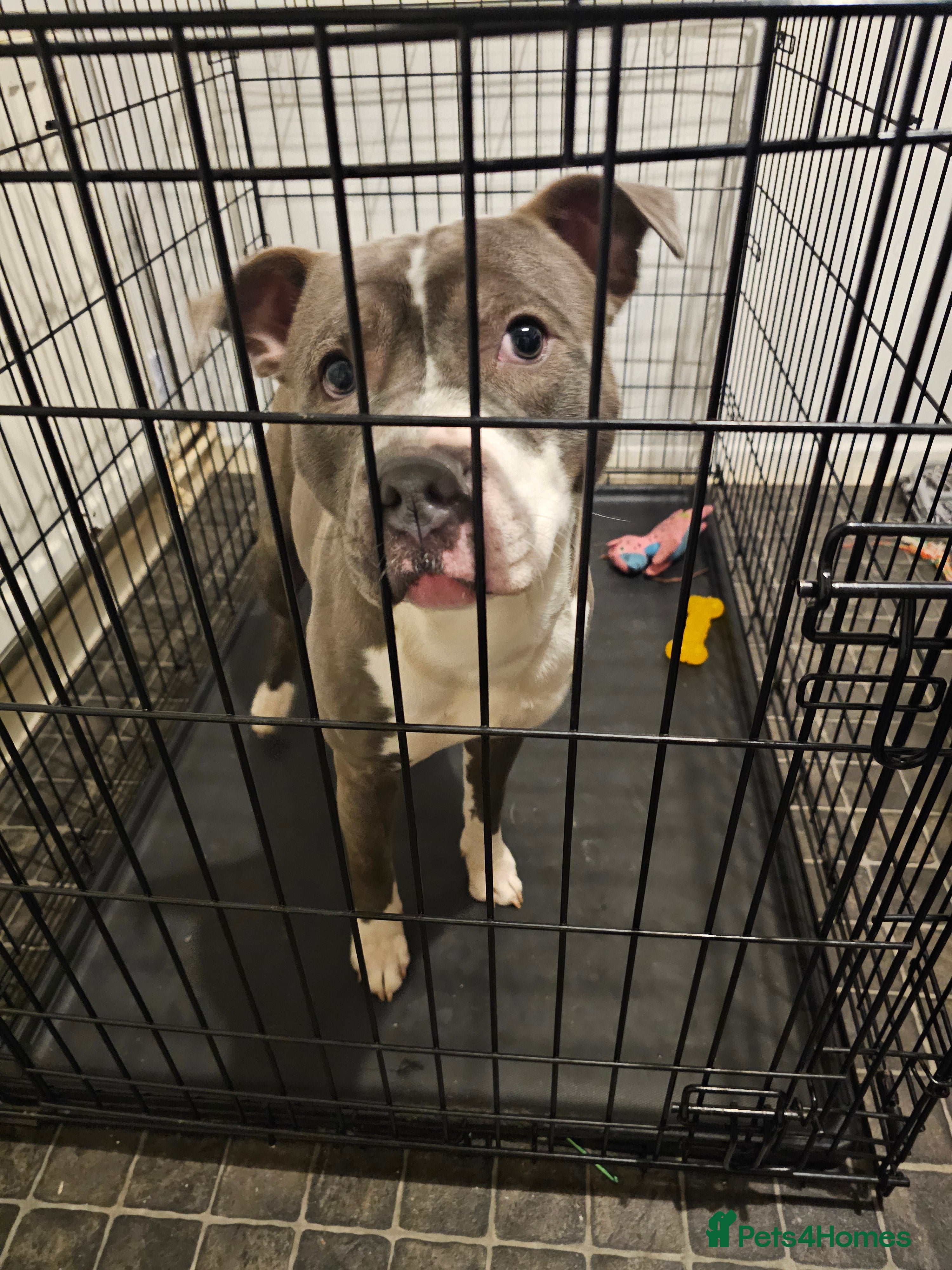 Staffordshire Bull Terrier dogs Blue staffy for sale - Advert 1