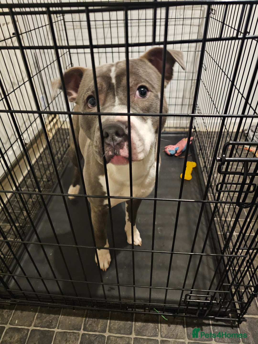 Staffordshire Bull Terrier dogs for sale: Blue staffy for sale - Advert 1