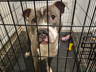 Staffordshire Bull Terrier dogs Blue staffy for sale - Advert 1