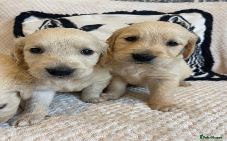 Golden Retriever dogs - Advert 1