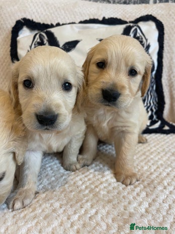 Golden Retriever dogs - Advert 4