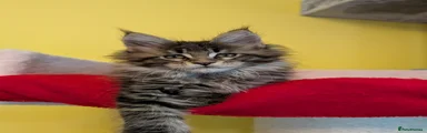 Maine Coon Kitten 9