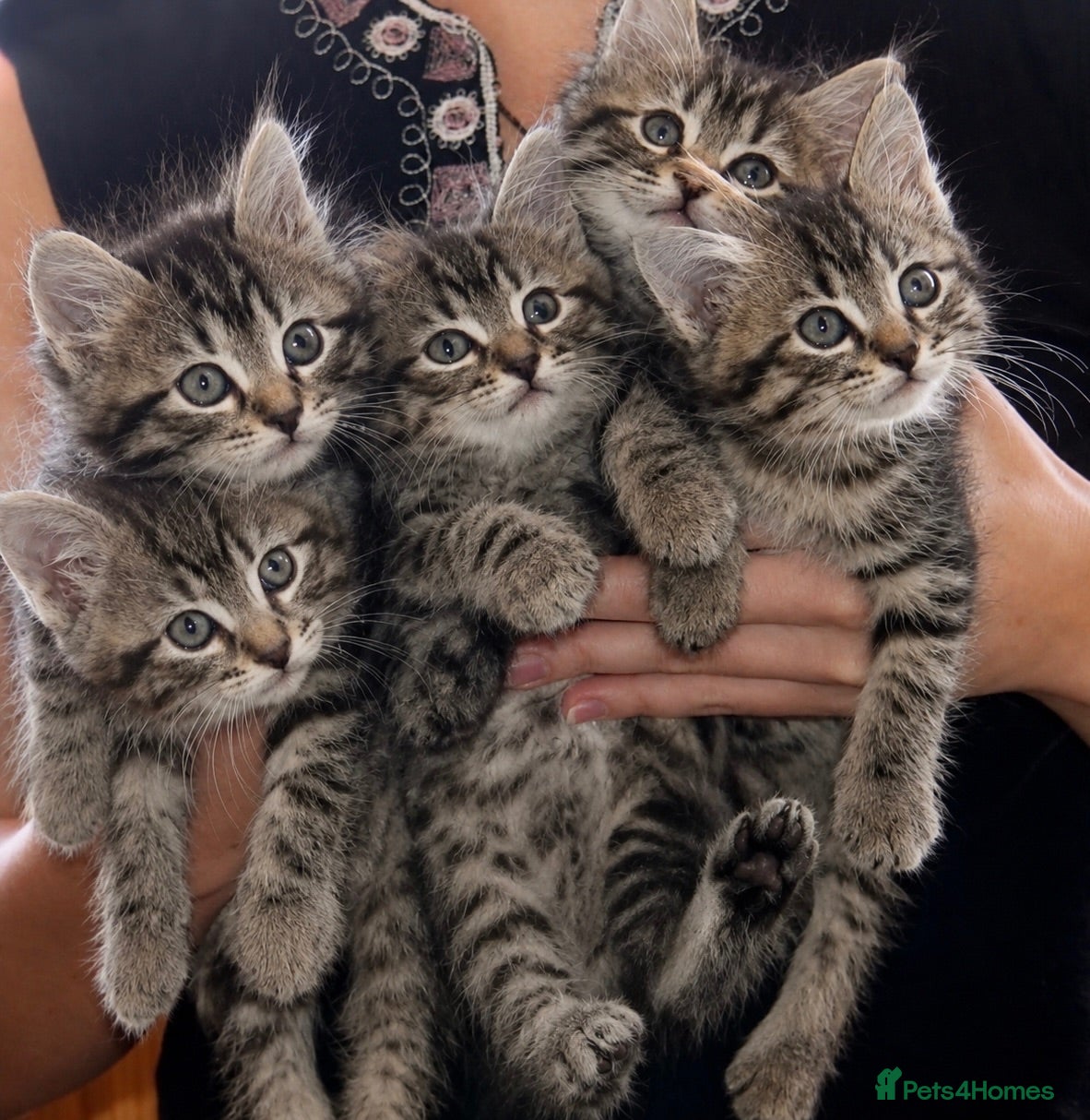 Mixed Breed cats Stunning Bengal x Tabby Kittens Ready Now! - Advert 1