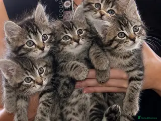 Mixed Breed cats Stunning Bengal x Tabby Kittens Ready Now! - Advert 1
