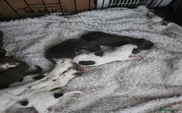 Cocker Spaniel dogs for sale: 7 pups 4 girls 3 boys  - Image 9