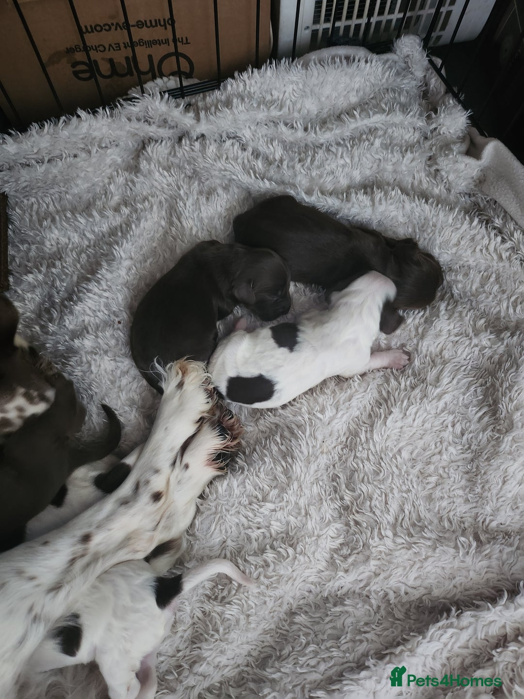 Cocker Spaniel dogs for sale: 7 pups 4 girls 3 boys  - Image 9