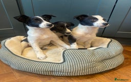Border Collie dogs for sale: Gorgeous Sheep Dog Pups  - Image 15