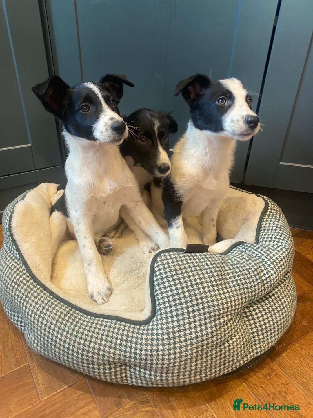 Border Collie dogs for sale: Gorgeous Sheep Dog Pups  - Image 15