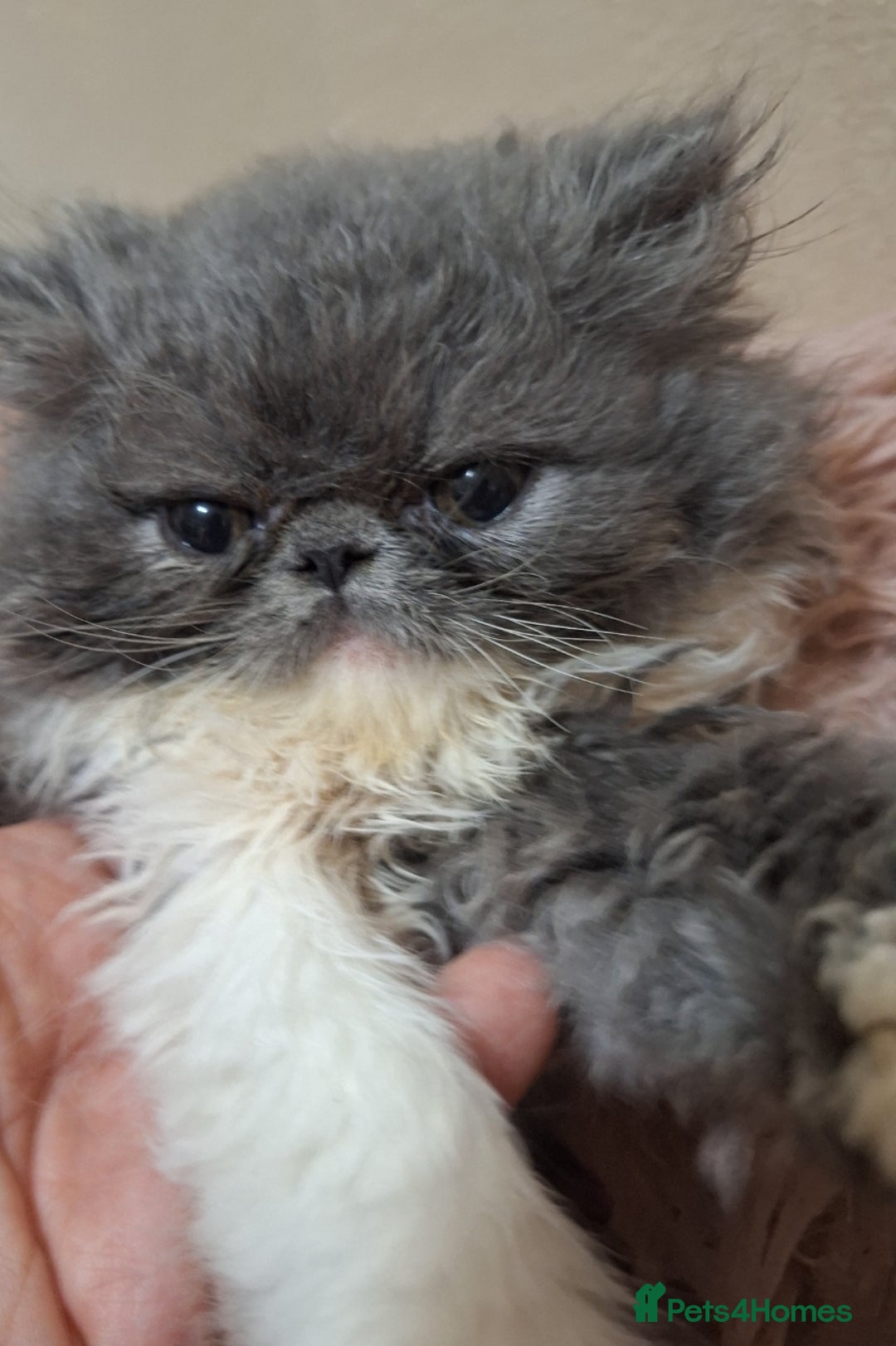 Persian cats for sale: Lovely Persian kitten  - Image 11