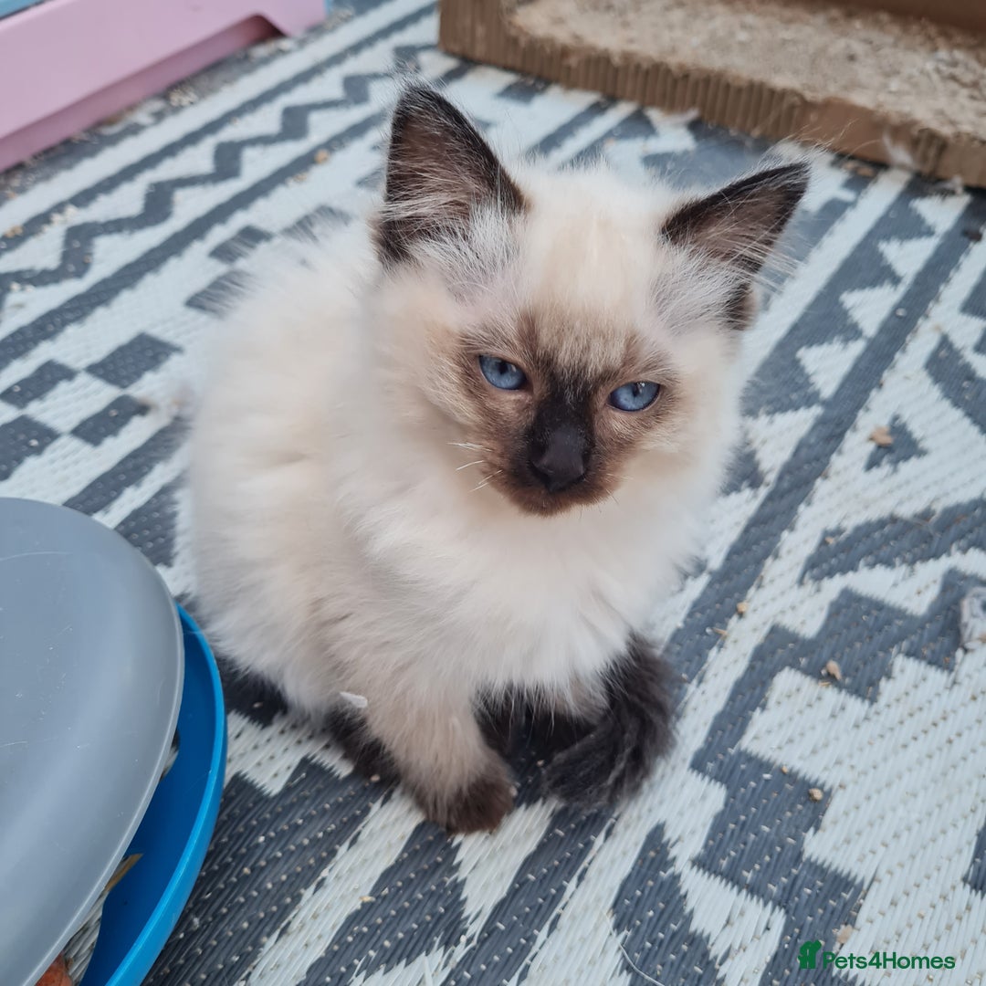 Ragdoll cats for sale: Pure Ragdoll kittens  - Image 3